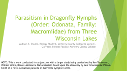 Order: Odonata, Family: Macromiidae from Three Wisconsin Lakes