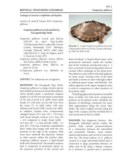 Graptemys gibbonsi - Society for the Study of Amphibians and Reptiles