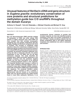 Unusual features of fibrillarin cDNA and gene structure in Euglena