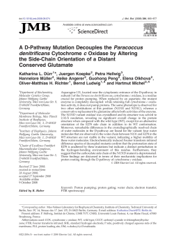 A D-Pathway Mutation Decouples the Paracoccus denitrificans