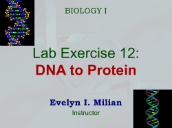 Lab Exercise 12: DNA to Protein