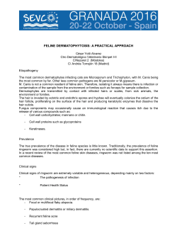 feline dermatophytosis: a practical approach