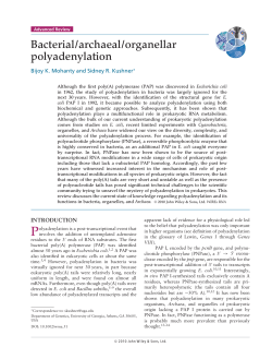 Bacterial/archaeal/organellar polyadenylation