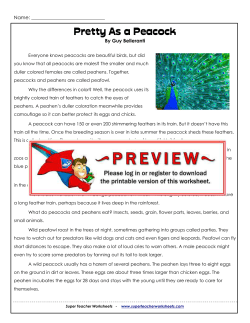 Pretty As a Peacock - superteacherworksheets.com
