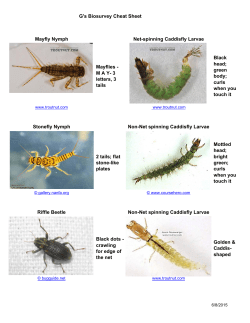 Mayfly Nymph Net-spinning Caddisfly Larvae Mayflies - M A Y