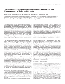 The Mormyrid Electrosensory Lobe In Vitro: Physiology and
