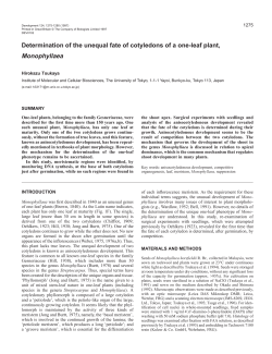 Determination of the unequal fate of cotyledons of a