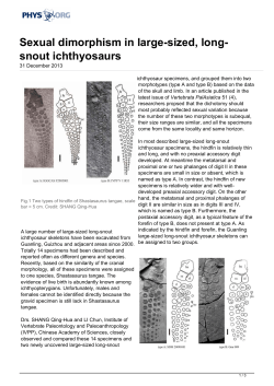 Sexual dimorphism in large-sized, long-snout ichthyosaurs