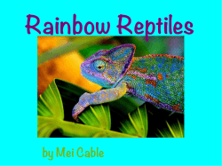 Rainbow Reptiles