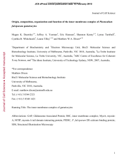 Origin, composition, organization and function of the inner