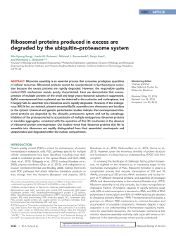 Ribosomal proteins produced in excess are degraded by the