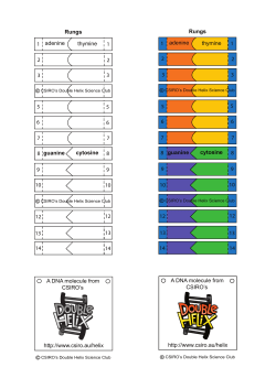 DNA model template