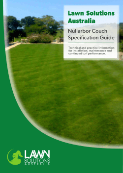 Nullarbor Couch - Lawn Solutions Australia