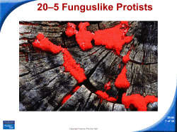 20&ndash;5 Funguslike Protists