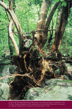 Heptacodium miconioides - International Dendrology Society