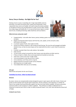 Horse, Pony or Donkey - the Right Pet for You?