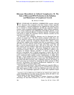 Ribosome Biosynthesis in Cultured Lymphocytes : II