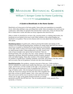 A Guide to Beneficials in the Home Garden