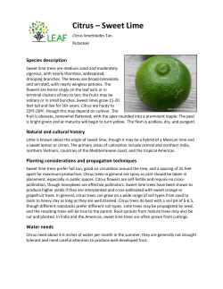 Citrus – Sweet Lime