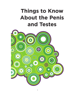 The Penis - SHORE Centre