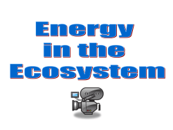 Energy in Ecosystem