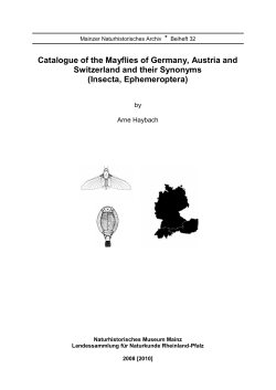 Insecta, Ephemeroptera - Ephemeroptera Germanica