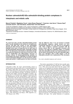 Nuclear calmodulin/62 kDa calmodulin