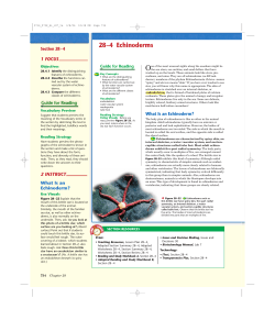 28–4 Echinoderms