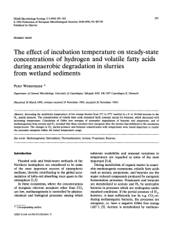 The effect of incubation temperature on steady