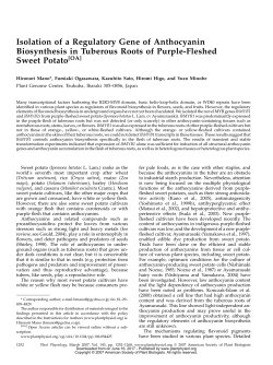 Isolation of a Regulatory Gene of Anthocyanin