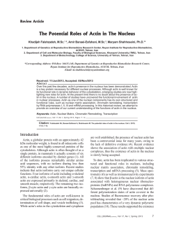 The Potential Roles of Actin in The Nucleus