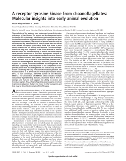 A receptor tyrosine kinase from choanoflagellates