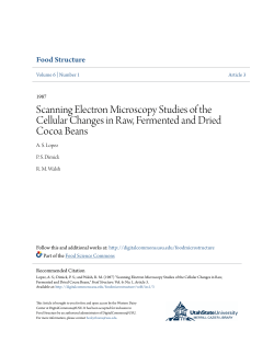 Scanning Electron Microscopy Studies of the Cellular Changes in