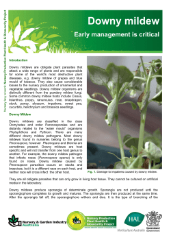 Downy Mildew pdf 539 KB