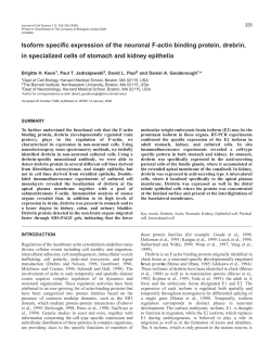 Expression of drebrin E2 in stomach and kidney