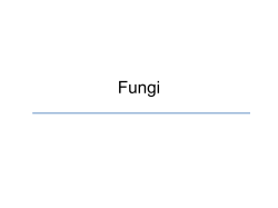Fungi
