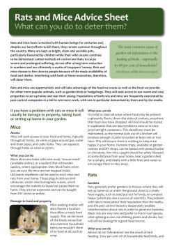 Rats and Mice Advice Sheet