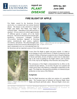 fire blight of apple