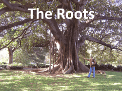 Plants and Us