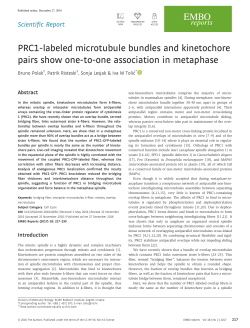 PRC1‐labeled microtubule bundles and