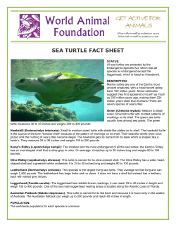 sea turtle fact sheet - World Animal Foundation