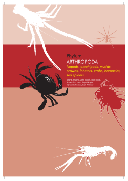 Phylum ARTHROPODA