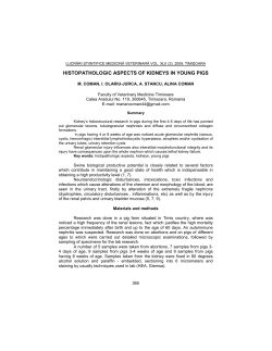 HISTOPATHOLOGIC ASPECTS OF KIDNEYS IN YOUNG PIGS