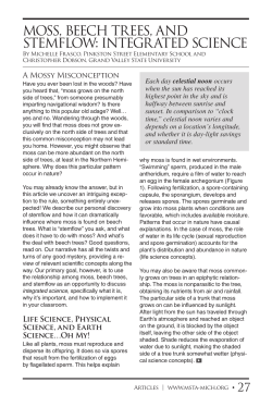 moss, beech trees, and stemflow