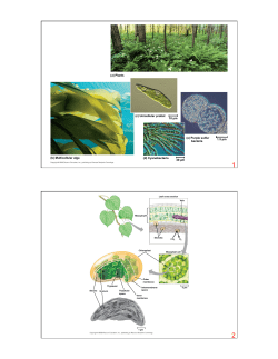 (a) Plants (c) Unicellular protist 10 &micro;m 1.5 &micro;m 40 &micro;m (d