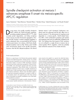 Spindle checkpoint activation at meiosis I advances anaphase II
