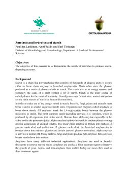 Amylasis and hydrolysis of starch Pauliina Lankinen, Antti Savin and