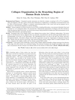 Collagen Organization in the Branching Region of Human Brain