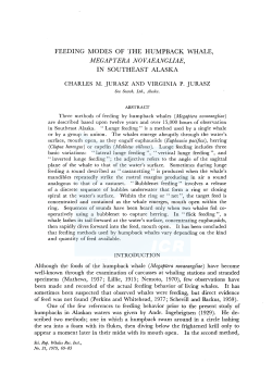 Jurasz, C. M. and V. P. Jurasz. Feeding modes of the humpback
