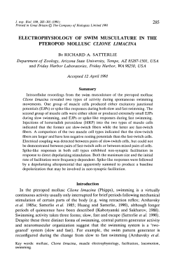 electrophysiology of swim musculature in the pteropod mollusc